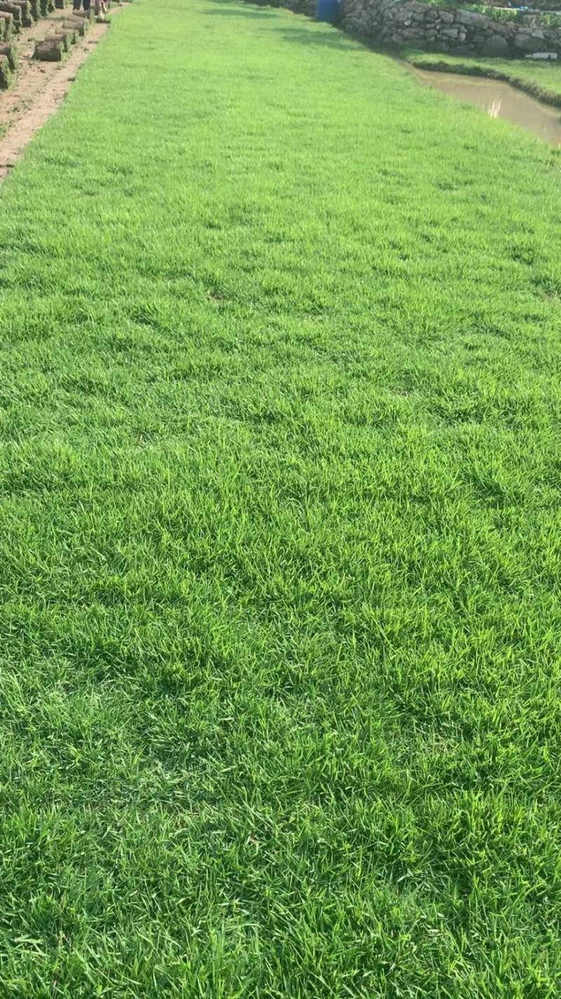 兰引三号草皮、台湾草皮、马尼拉草皮、夏威夷草皮、