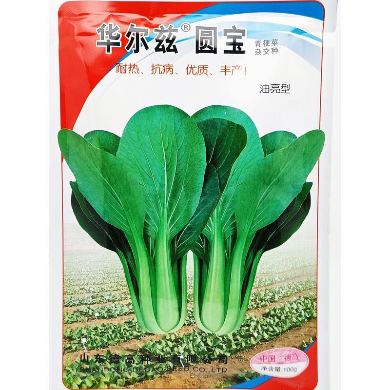 华尔兹圆宝青梗菜青菜种子耐热耐湿不拔节油亮上海青种子