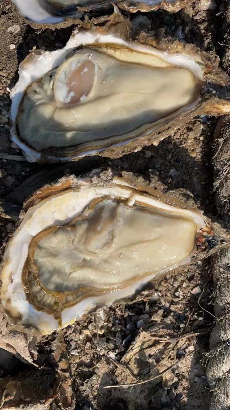 长期有货一手货源各种各种新鲜生蚝