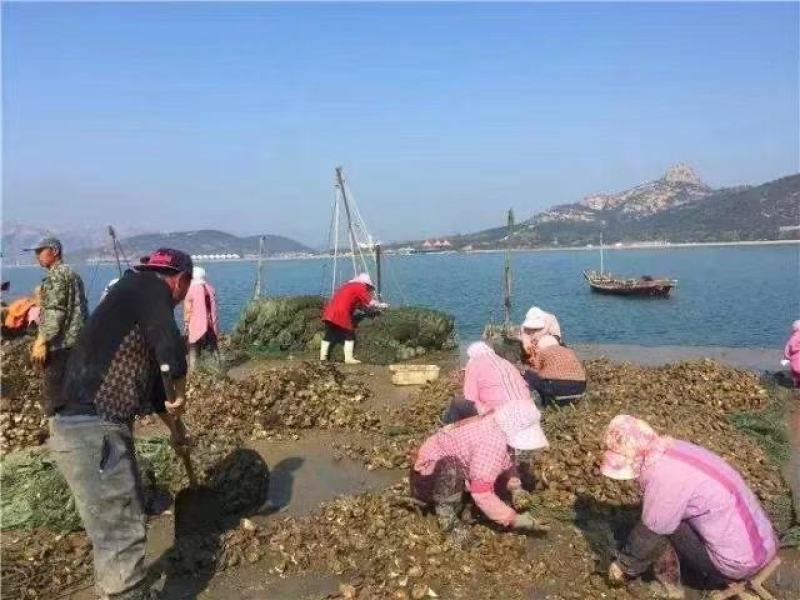 长期有货一手货源各种各种新鲜生蚝
