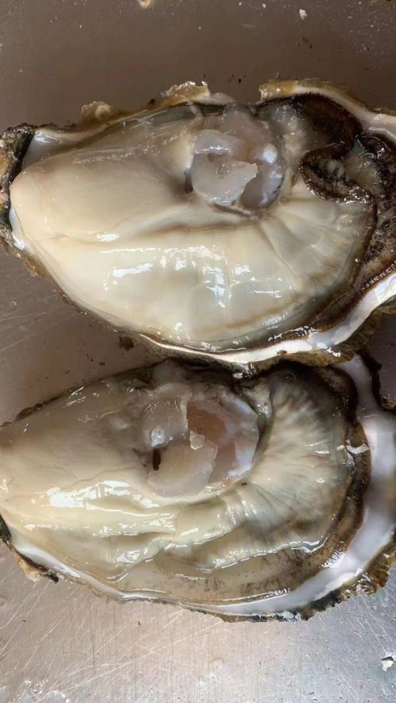 长期有货一手货源各种各种新鲜生蚝