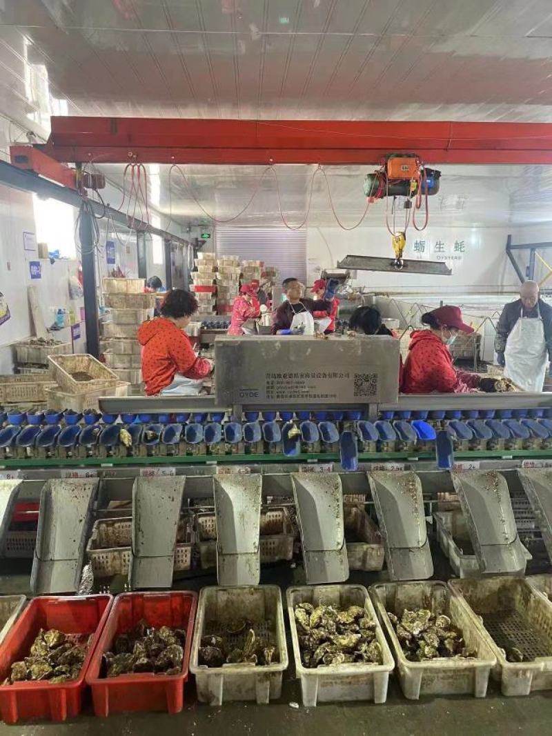 长期有货一手货源各种各种新鲜生蚝
