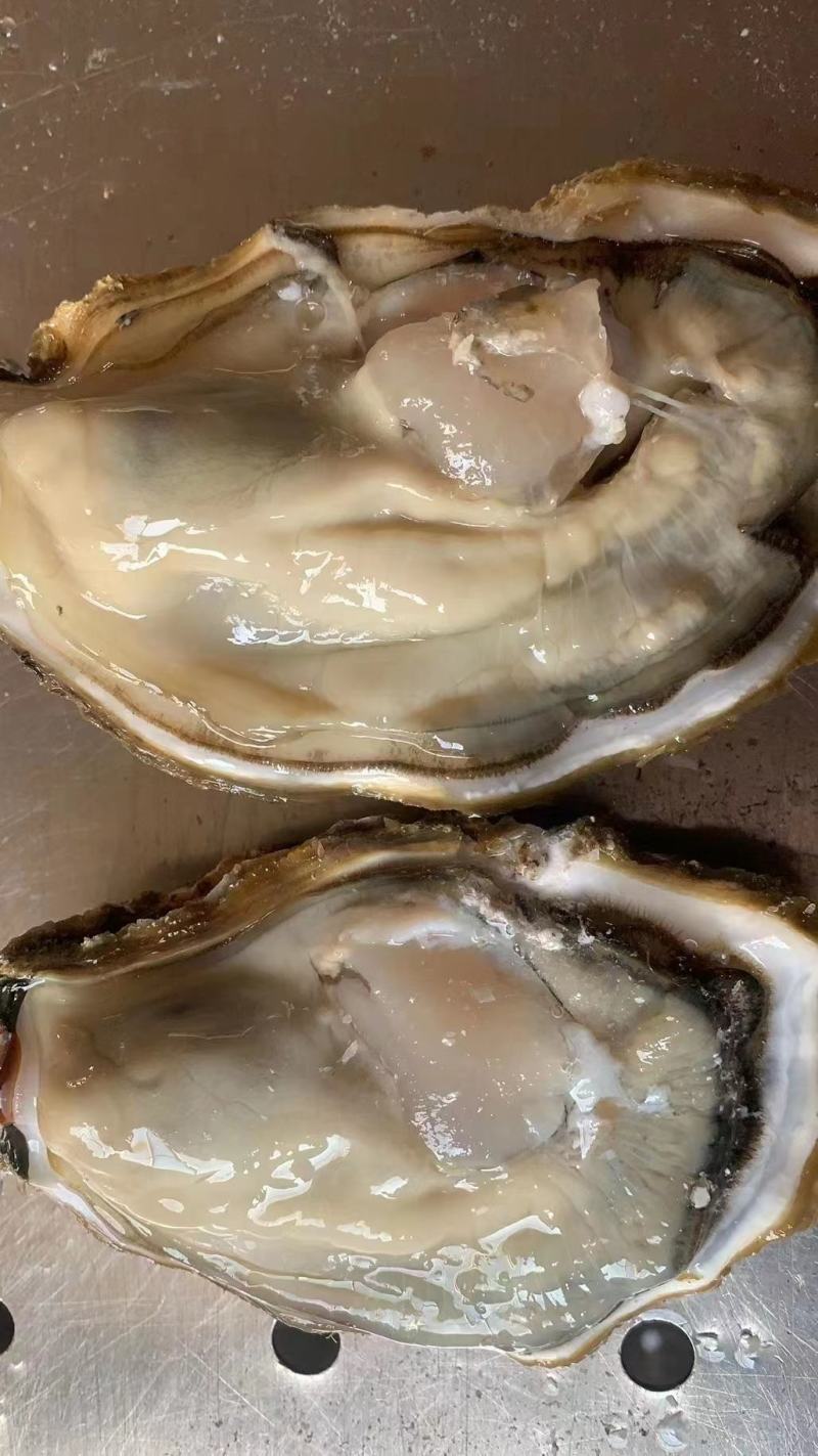 长期有货一手货源各种各种新鲜生蚝