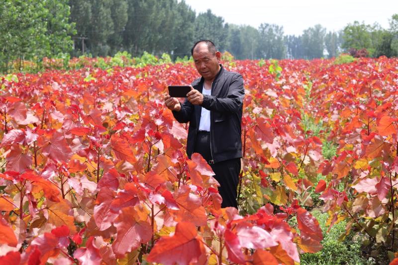 出售大量彩红杨，千红杨，东方彩韵，基地直发，大量供应