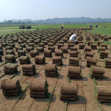 台湾草草皮、台湾草草块、台湾草草卷、草皮、兰引三号草皮