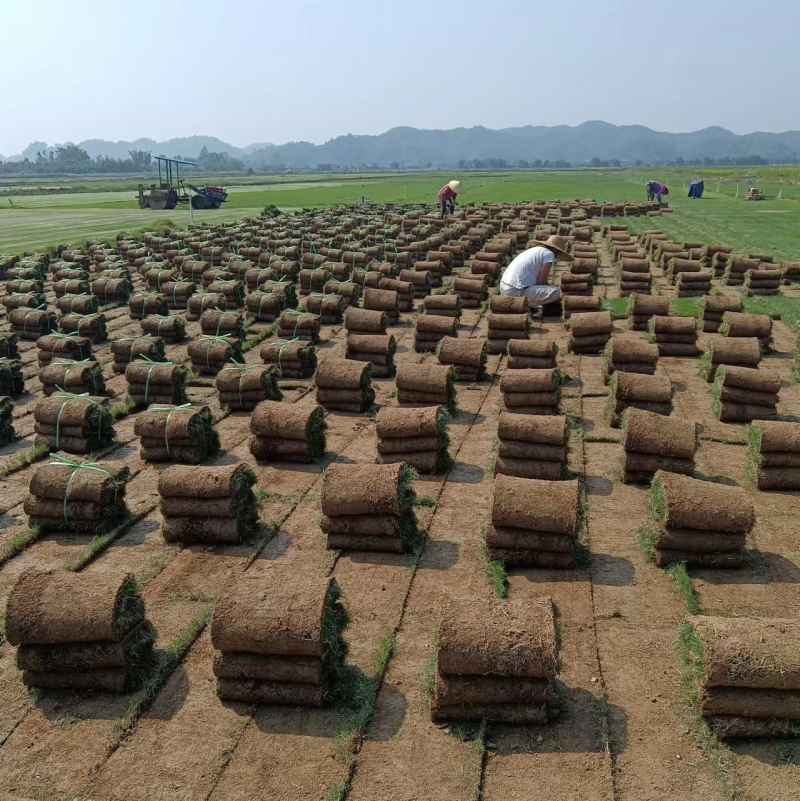 台湾草草皮、台湾草草块、台湾草草卷、草皮、兰引三号草皮