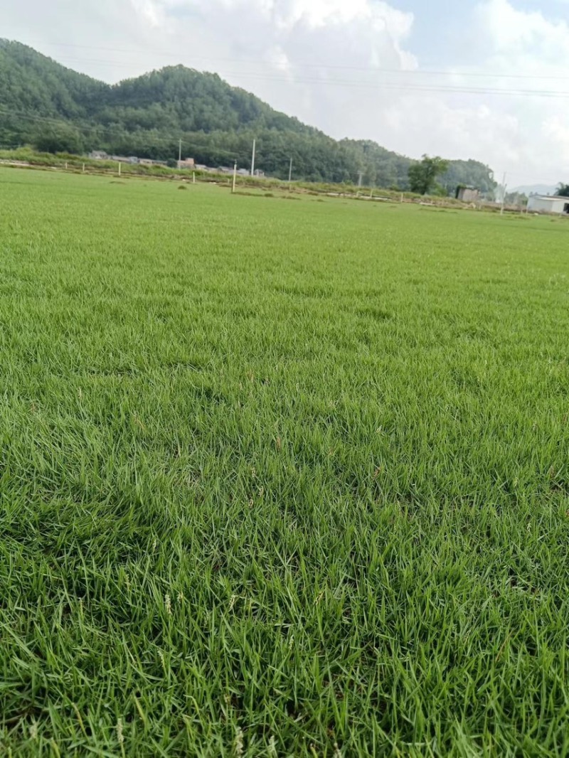 台湾草草皮、台湾草草块、台湾草草卷、草皮、兰引三号草皮