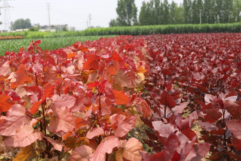 1000亩基地，大量出售冠红杨，红叶杨，彩红杨