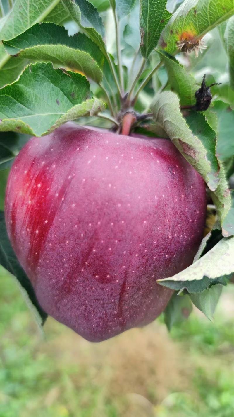 长期有货一手货源各种新鲜花牛苹果
