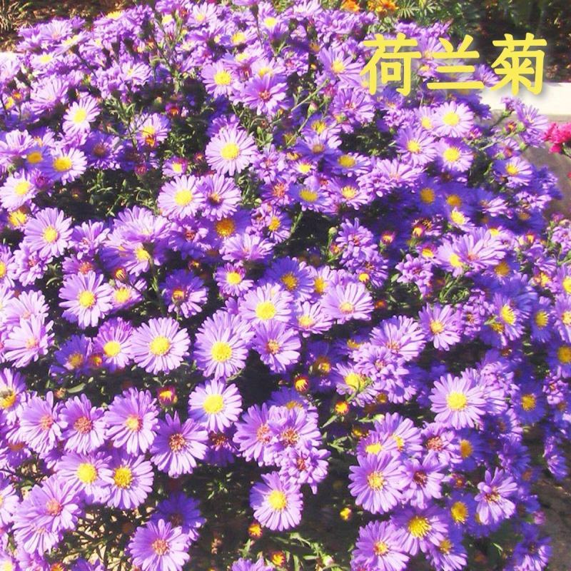 荷兰菊种子，多年生花卉种子，庭院阳台景观绿化工程花卉种子