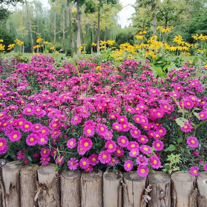 荷兰菊种子，多年生花卉种子，庭院阳台景观绿化工程花卉种子