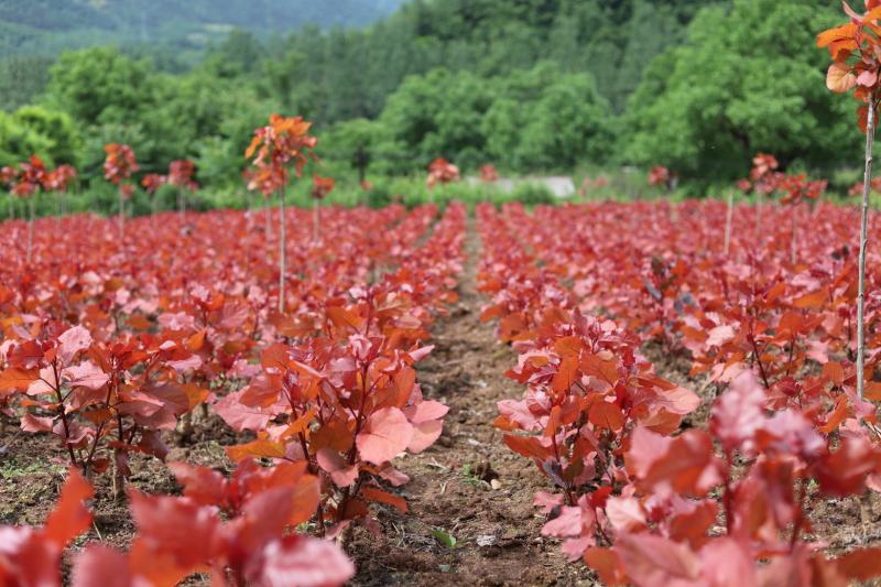 1000亩基地，大量出售冠红杨，红叶杨，彩红杨