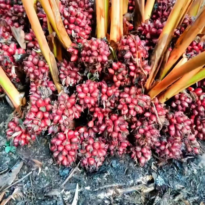 云南怒江高黎贡山草果大量上市，可供500吨以上，需要的老