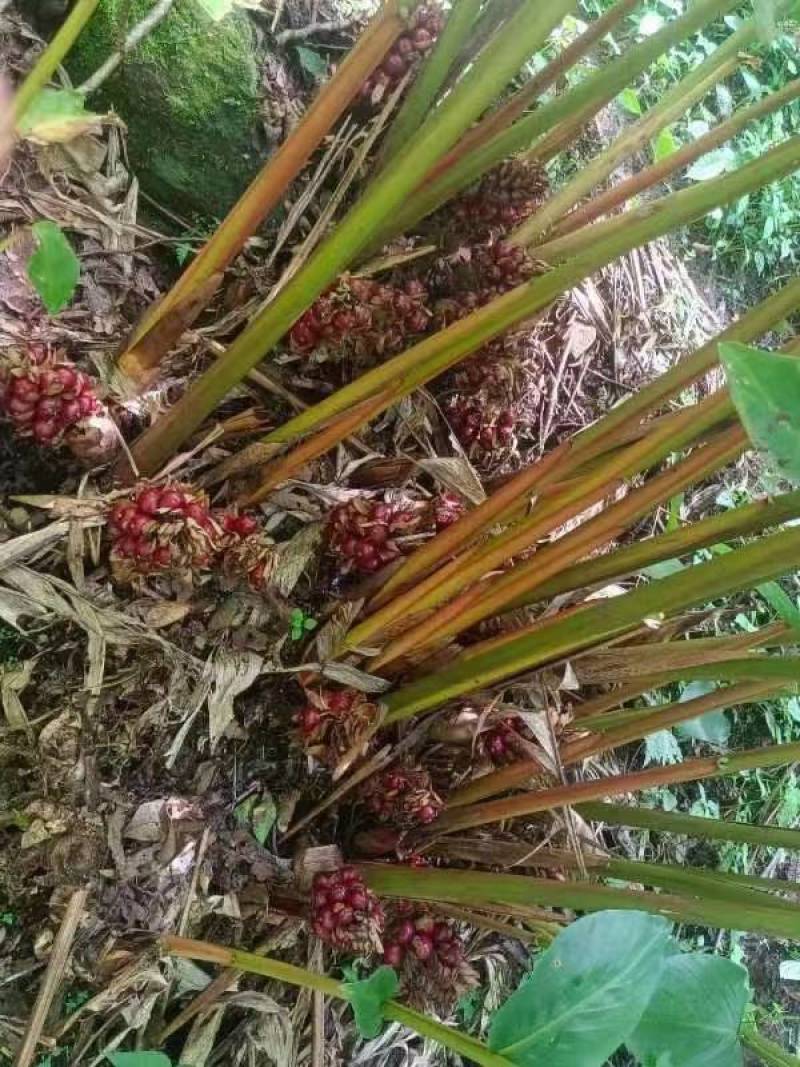 云南怒江高黎贡山草果大量上市，可供500吨以上，需要的老