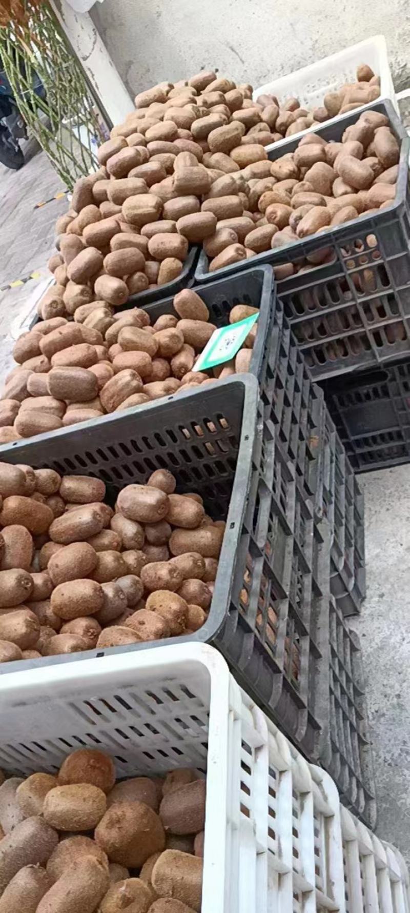 长期有货一手货源各种新鲜绿心猕猴桃