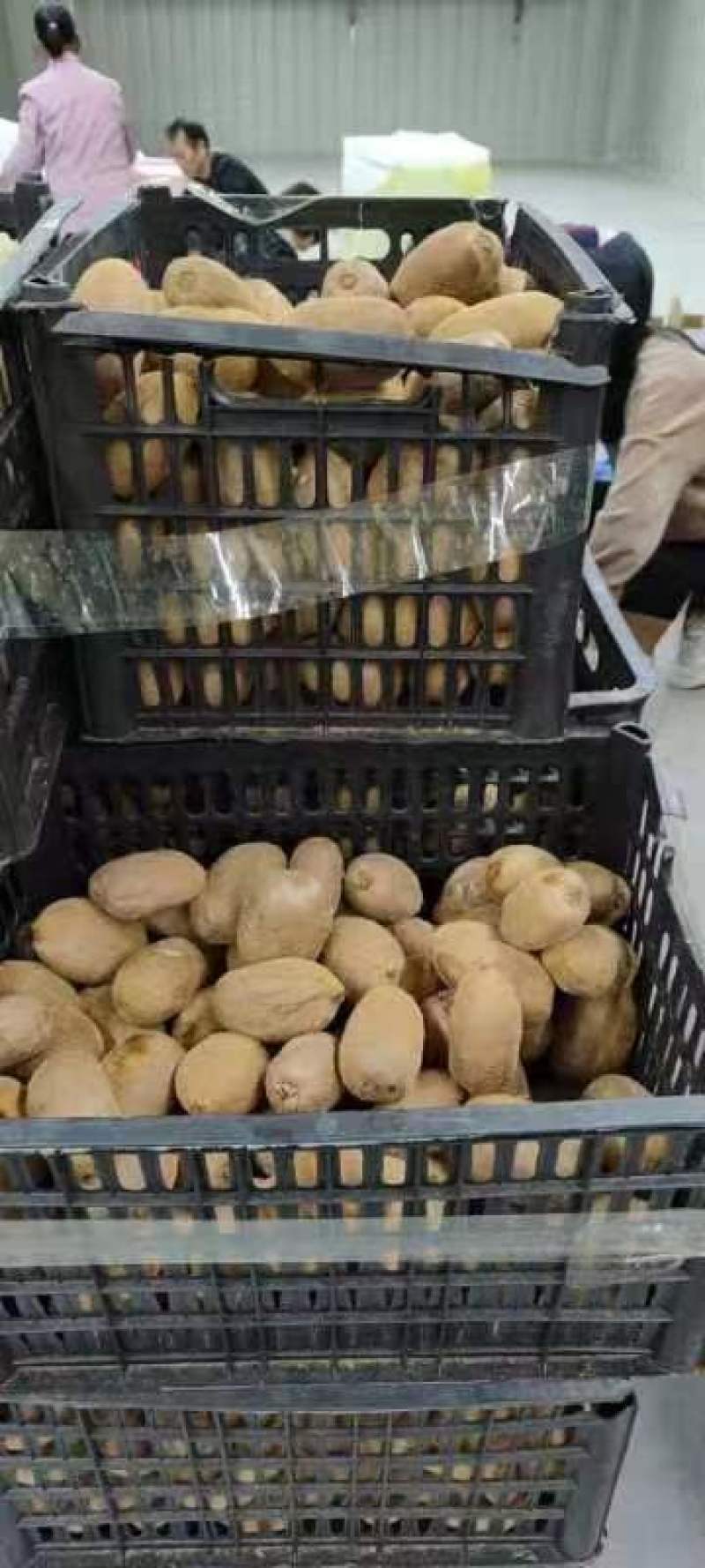 长期有货一手货源各种新鲜绿心猕猴桃