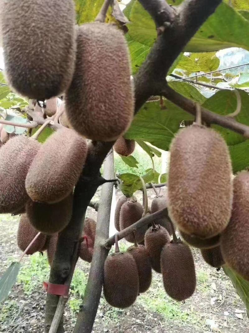长期有货一手货源各种新鲜绿心猕猴桃