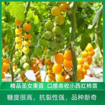 包邮，串收西红柿苗——黄色圣女果苗。品种新奇。