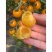 包邮，串收西红柿苗——黄色圣女果苗。品种新奇。