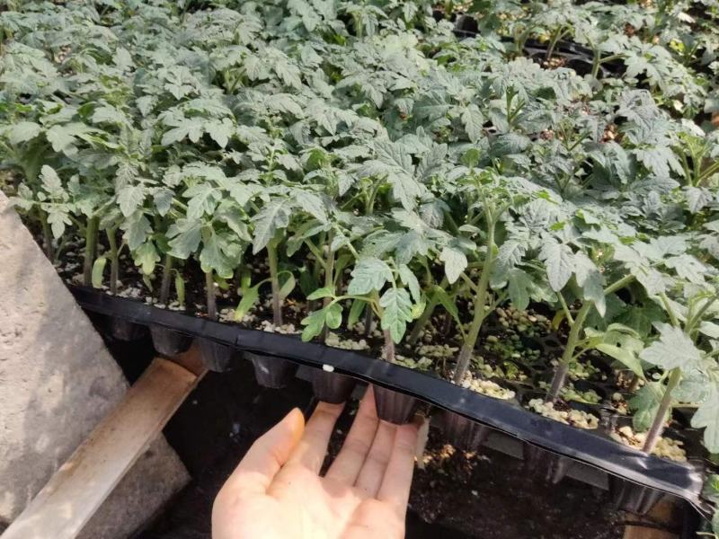 包邮，串收西红柿苗——黄色圣女果苗。品种新奇。