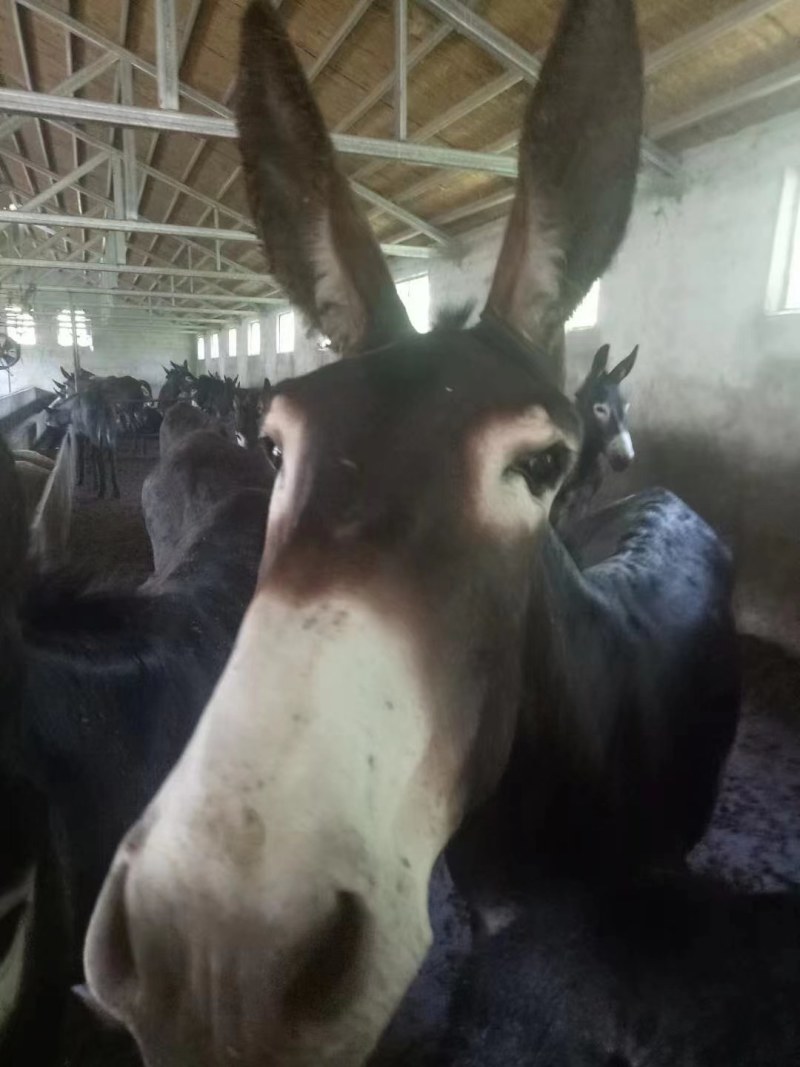 江苏驴肉假一赔十，品质保证诚信经营现杀现发