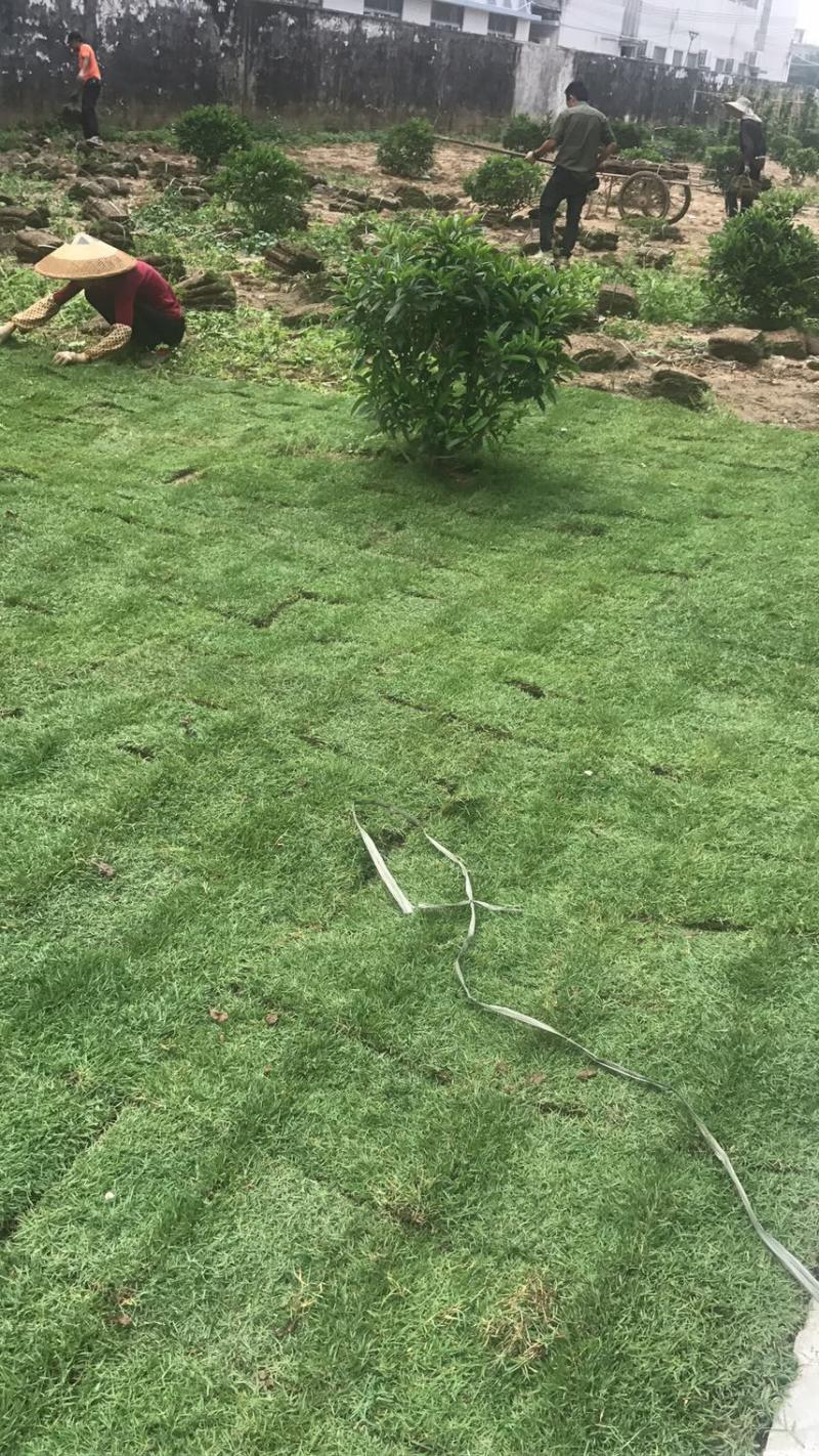 夏威夷草、夏威夷草草皮、台湾草皮、大叶油草皮