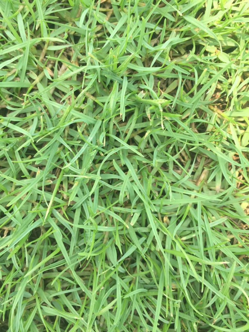 夏威夷草、夏威夷草草皮、台湾草皮、大叶油草皮