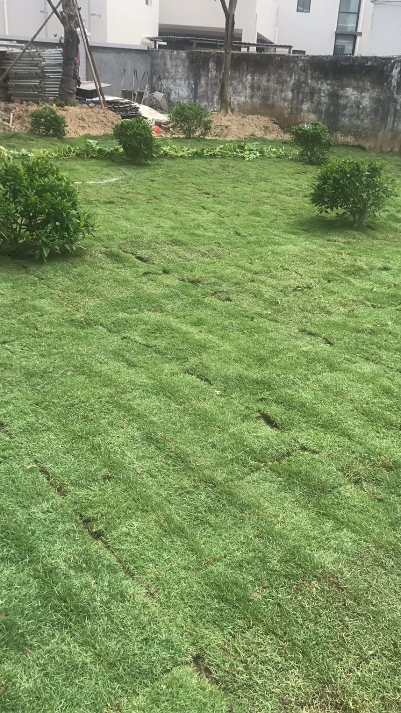 夏威夷草、夏威夷草草皮、台湾草皮、大叶油草皮