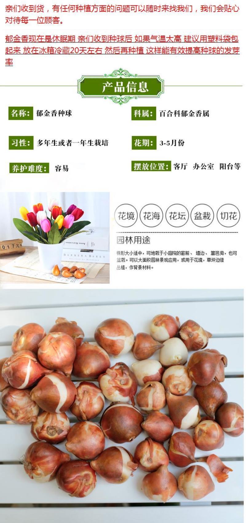 荷兰郁金香种球室内外阳台盆栽好养花苗水养绿化花海植物花
