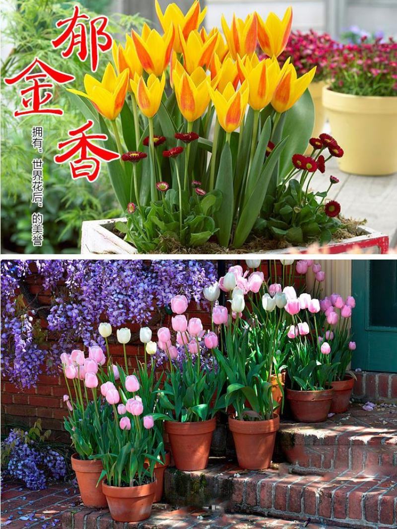 荷兰郁金香种球室内外阳台盆栽好养花苗水养绿化花海植物花