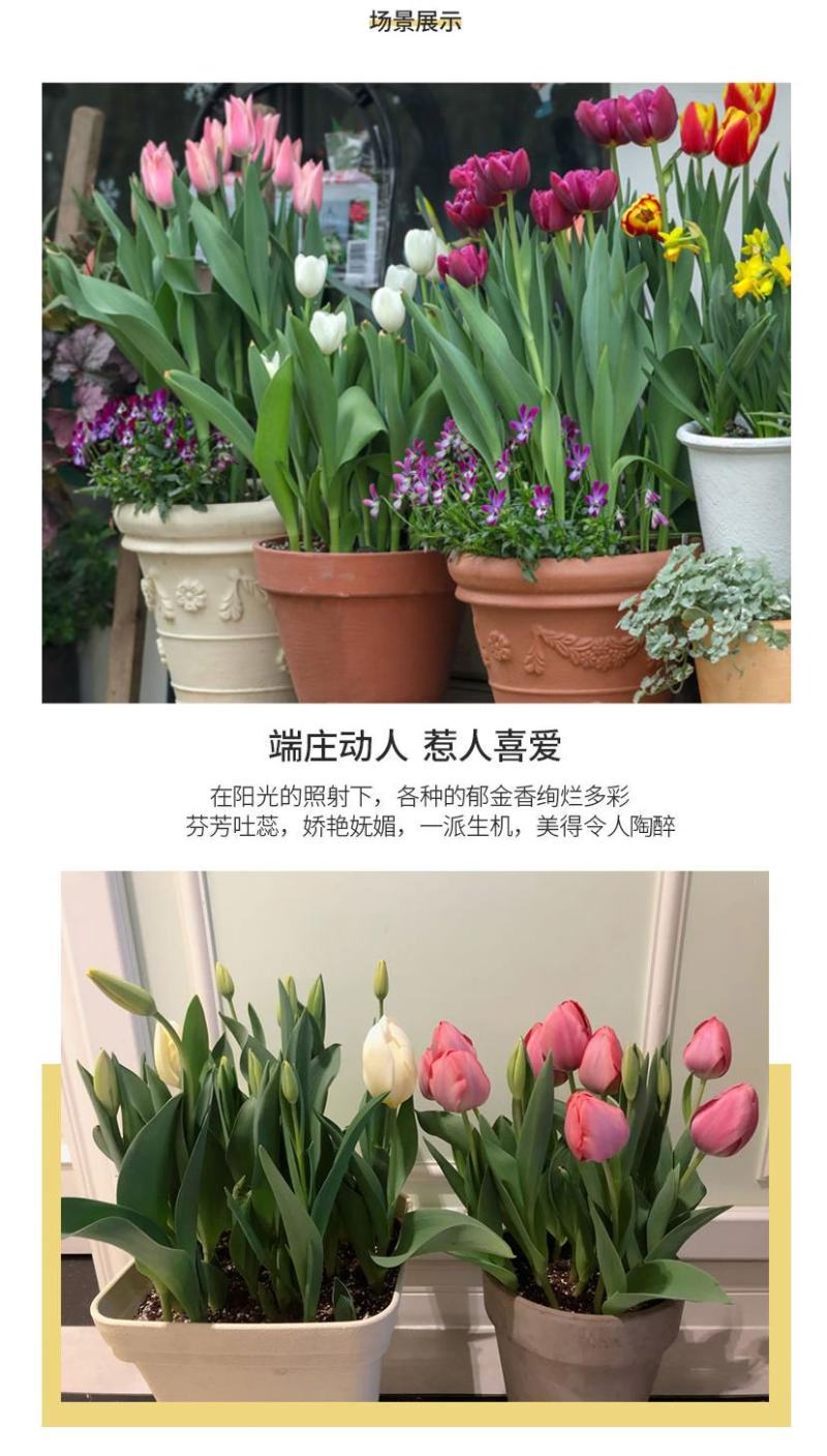 荷兰郁金香种球室内外阳台盆栽好养花苗水养绿化花海植物花