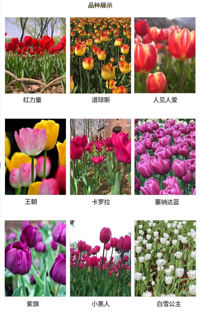 荷兰郁金香种球室内外阳台盆栽好养花苗水养绿化花海植物花