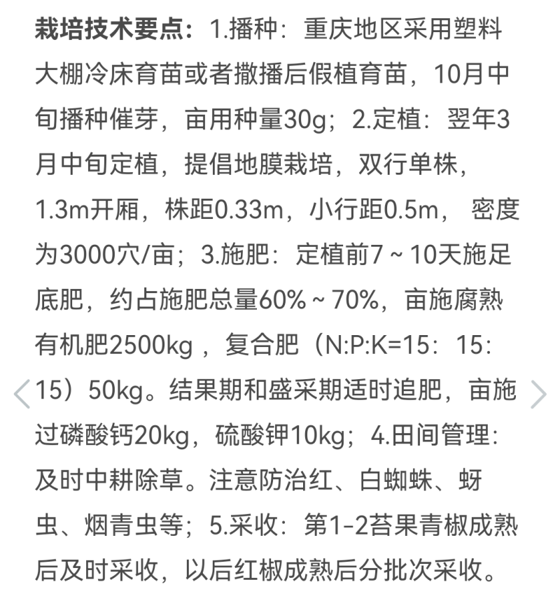艳椒11号香辣66干鲜两用高辣度香辣抗病一代杂交
