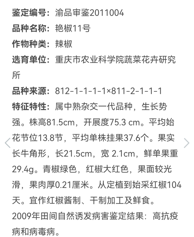 艳椒11号香辣66干鲜两用高辣度香辣抗病一代杂交