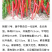 艳椒11号香辣66干鲜两用高辣度香辣抗病一代杂交
