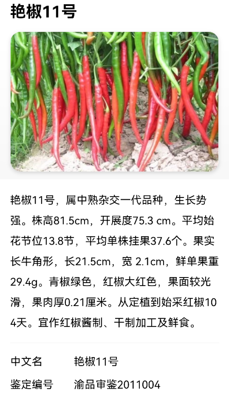 艳椒11号香辣66干鲜两用高辣度香辣抗病一代杂交