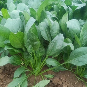 潍坊市寒亭区大量供应菠菜，20-25公分