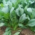 潍坊市寒亭区大量供应菠菜，20-25公分