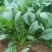 潍坊市寒亭区大量供应菠菜，20-25公分