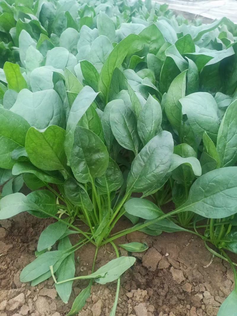 潍坊市寒亭区大量供应菠菜，20-25公分