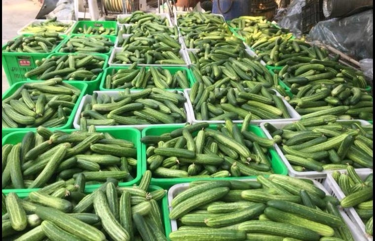 展示几种常见旱黄瓜品种,包括津优旱黄瓜、鲁黄瓜1号和京研旱瓜,颜色鲜亮,果形饱满 旱黄瓜不同品种展示