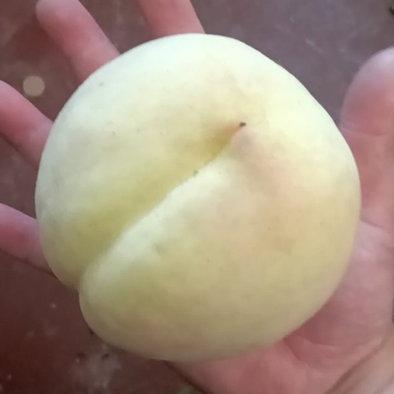 冬桃