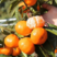 湖北优质蜜橘，一手货源，口感甜，皮薄汁多，视频看货