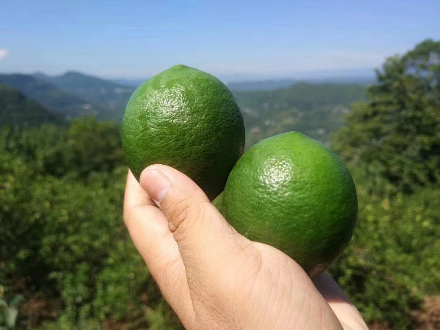 柠檬与葡萄柚对比图