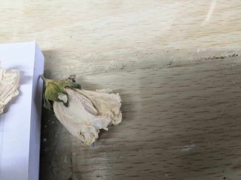 国产白木槿花佛桑花一公斤一袋颜色白不黄十公斤包邮