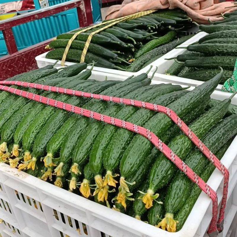 【报价真实】黄瓜，社区电商，赶集，批发市场油亮鲜花密刺！