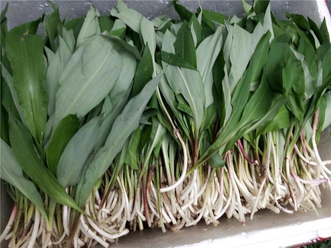 新鲜簕竹笋在市场摊位上摆放销售的场景