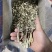鹿茸菇如意情整车更优惠只卖新货