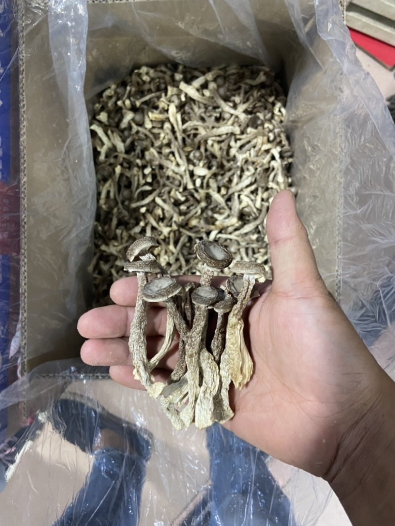 鹿茸菇如意情整车更优惠只卖新货