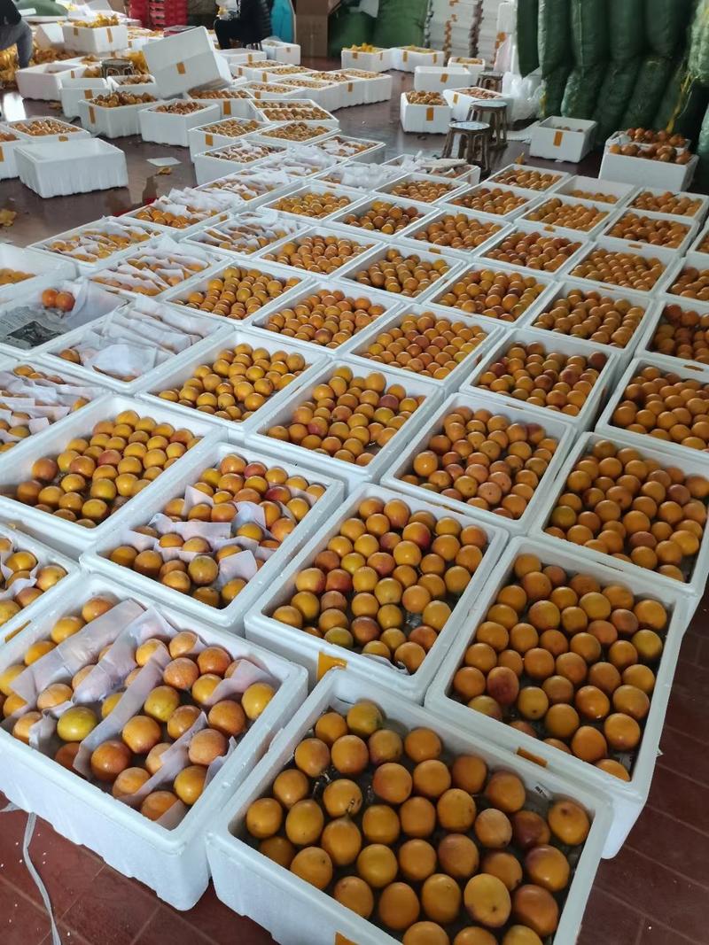 【一件代发可批发】云南热情果哥伦比亚果上市水果纯甜水果